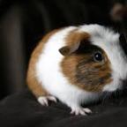 New study sheds light on the origin of Guinea Pigs