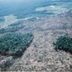 Gold Mining is Stopping Trees From Regrowing In the Amazon says Study